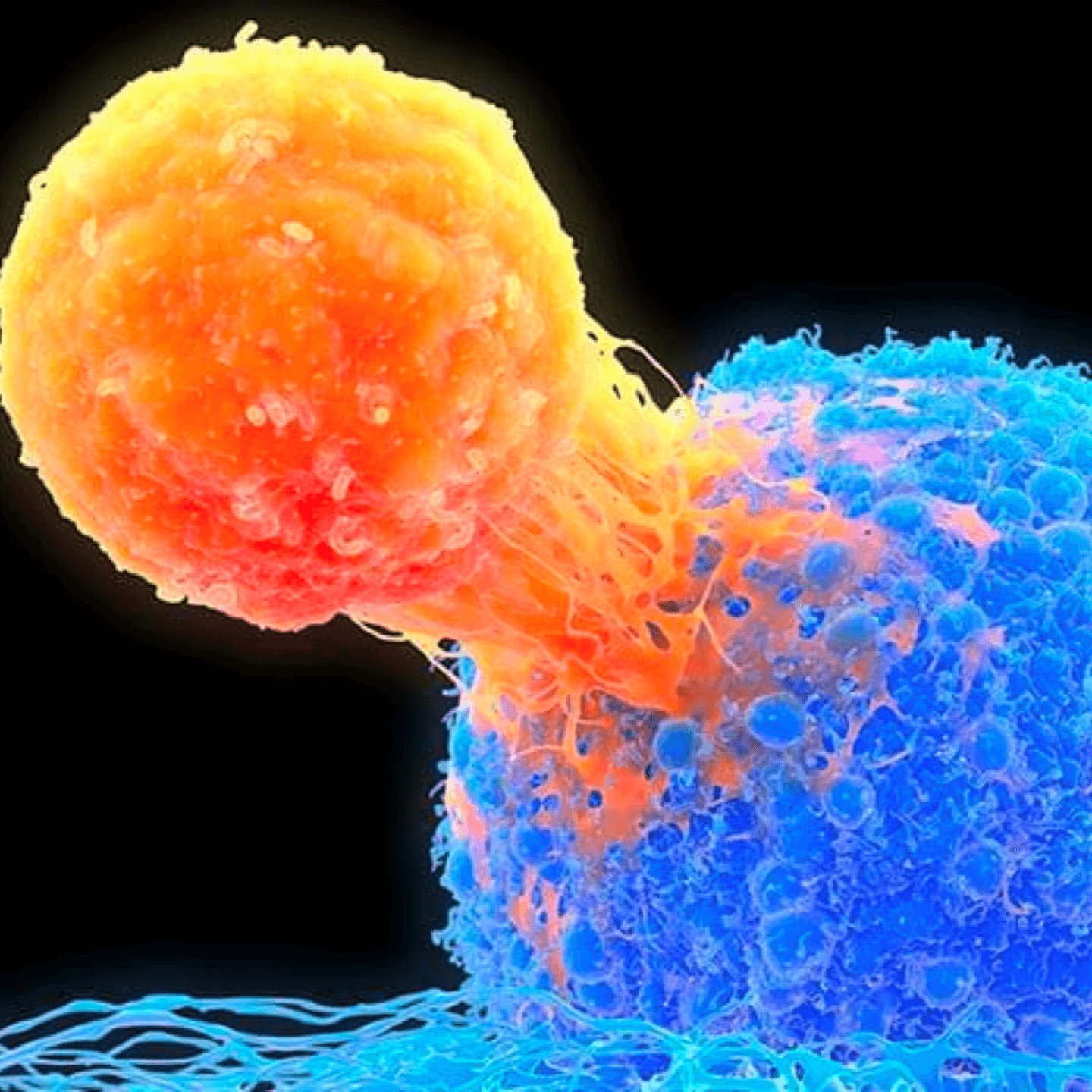Illustration of cancer and immune cells.